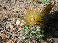 Escobaria missouriensis