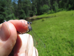 Lestes vidua