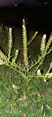 Lepidium bonariense