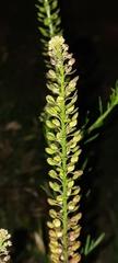 Lepidium bonariense