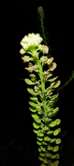 Lepidium bonariense