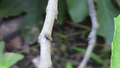 Sarconesia chlorogaster