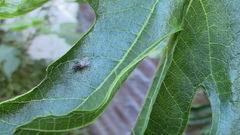 Anthomyia punctipennis