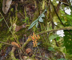 Epidendrum spathatum