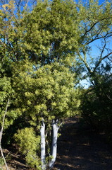 Forchhammeria watsonii