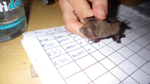 Dwarf Little Fruit Bat