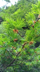 Pseudotsuga wilsoniana