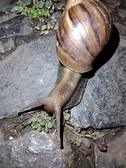 Lissachatina fulica