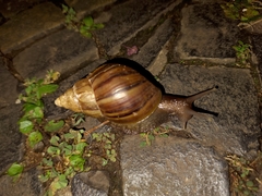 Lissachatina fulica