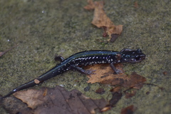 Plethodon kentucki