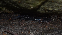 Plethodon kentucki