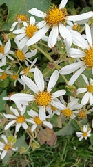 Montanoa grandiflora