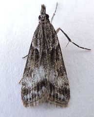 Eudonia torniplagalis