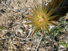 Escobaria missouriensis