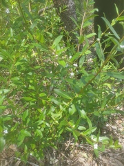 Myoporum caprarioides