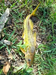 Pimelodus maculatus