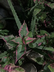 Coleus scutellarioides