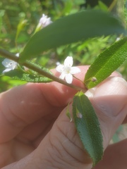 Myoporum caprarioides