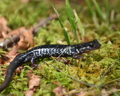 Plethodon kentucki