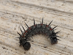 Nymphalinae