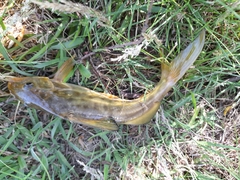 Pimelodus maculatus