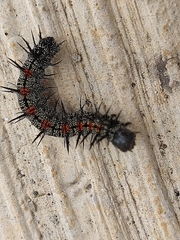 Nymphalinae