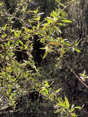 Coprosma linariifolia