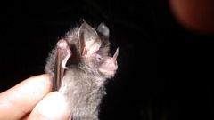 Glyphonycteris daviesi