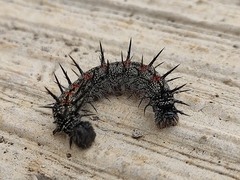 Nymphalinae