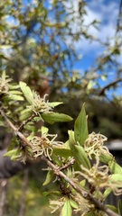 Coprosma linariifolia