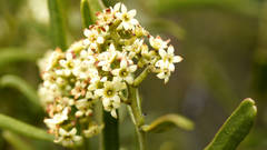 Geijera linearifolia