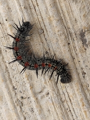 Nymphalinae