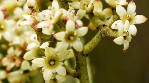 Geijera linearifolia (DC.) J.M.Black