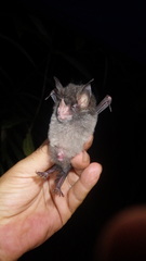 Glyphonycteris daviesi
