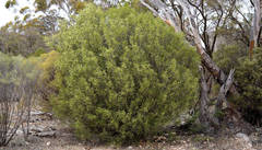 Geijera linearifolia