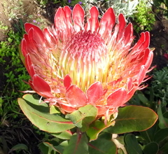Protea compacta × susannae
