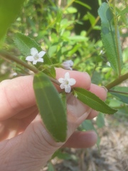Myoporum caprarioides