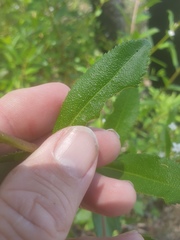 Myoporum caprarioides