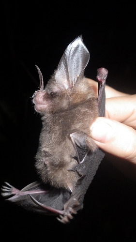 Southern Golden Bat
