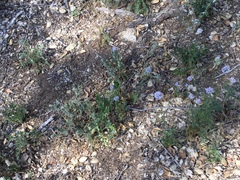 Gilia capitata abrotanifolia
