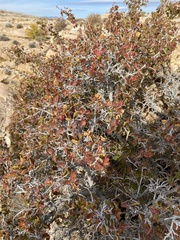 Rhus aromatica simplicifolia