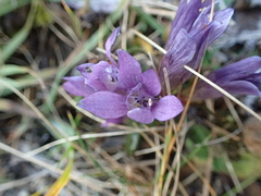 Gentianella austriaca