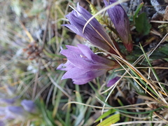 Gentianella austriaca