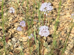 Gilia capitata abrotanifolia