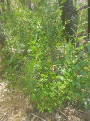 Myoporum caprarioides