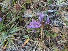 Gentianella austriaca