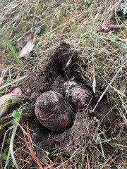 Rhizopogon parksii