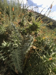 Cirsium fontinale