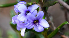 Halgania andromedifolia