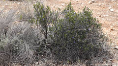 Halgania andromedifolia